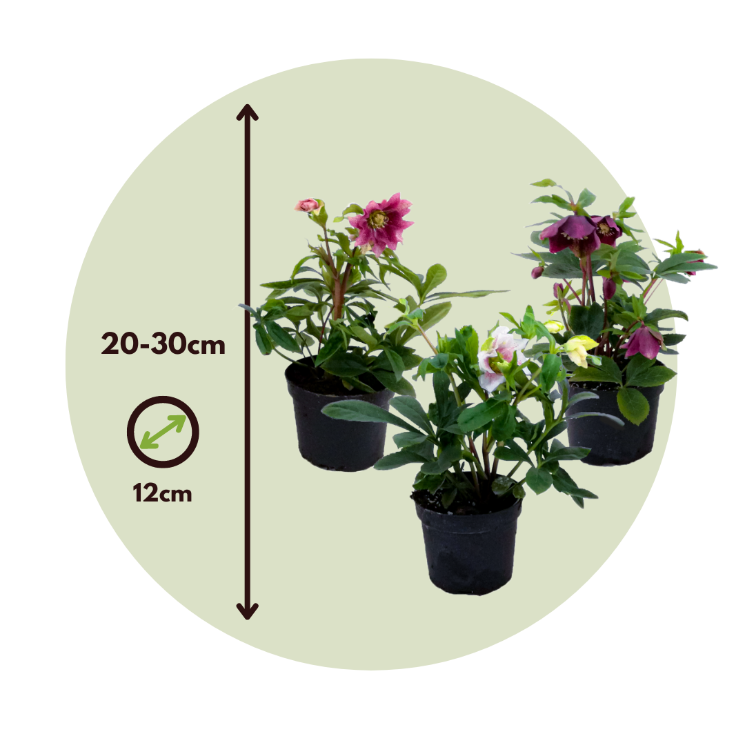 Eléboro - 6 Pzs - Helleborus Orientalis - Altura 20-30cm - ⌀12cm_2