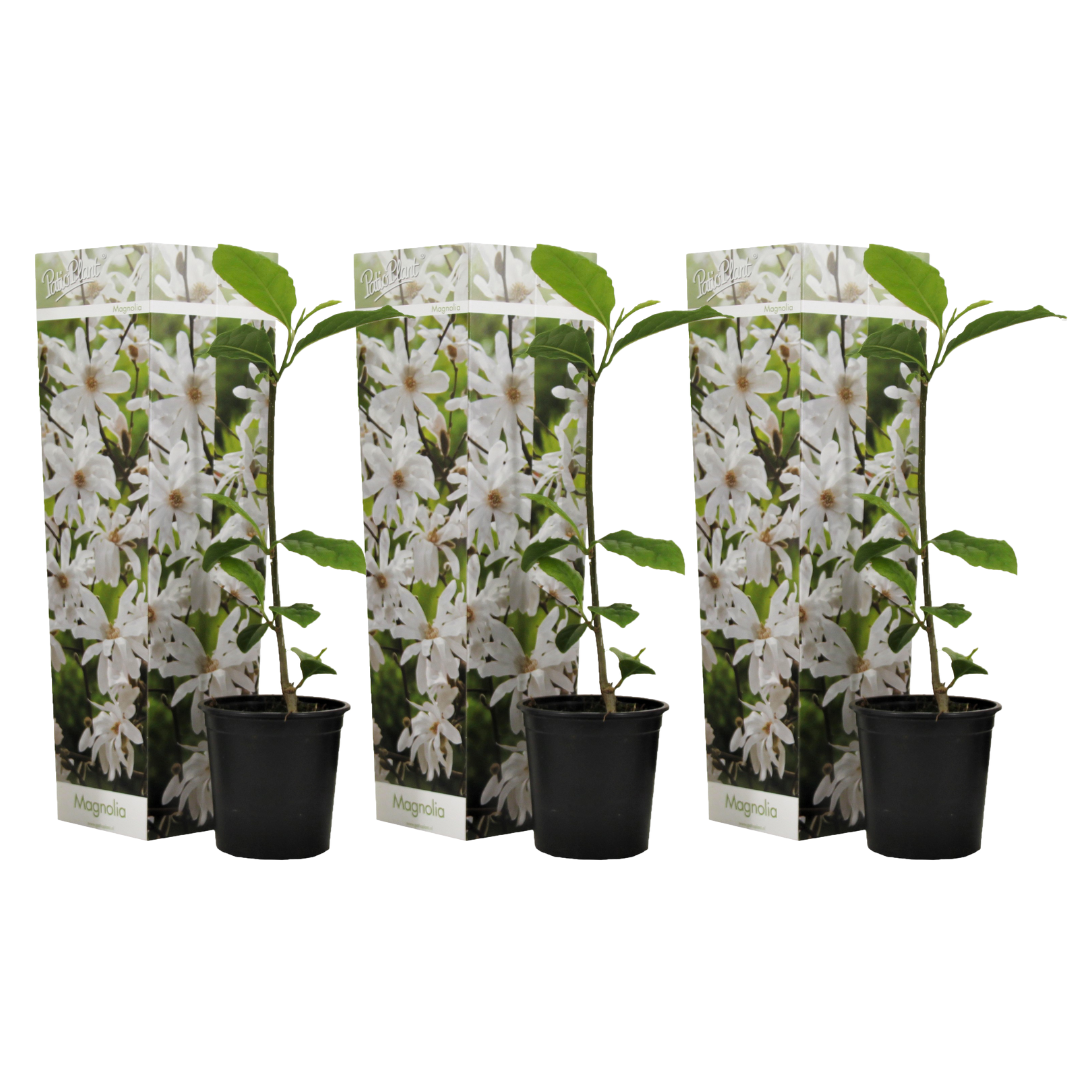 Magnolia De Hoja Caduca - 3 Pzs - Magnolia 'stellata' - Altura 25-40cm - ⌀9cm_0