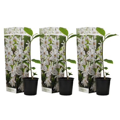 Magnolia De Hoja Caduca - 3 Pzs - Magnolia 'stellata' - Altura 25-40cm - ⌀9cm_0