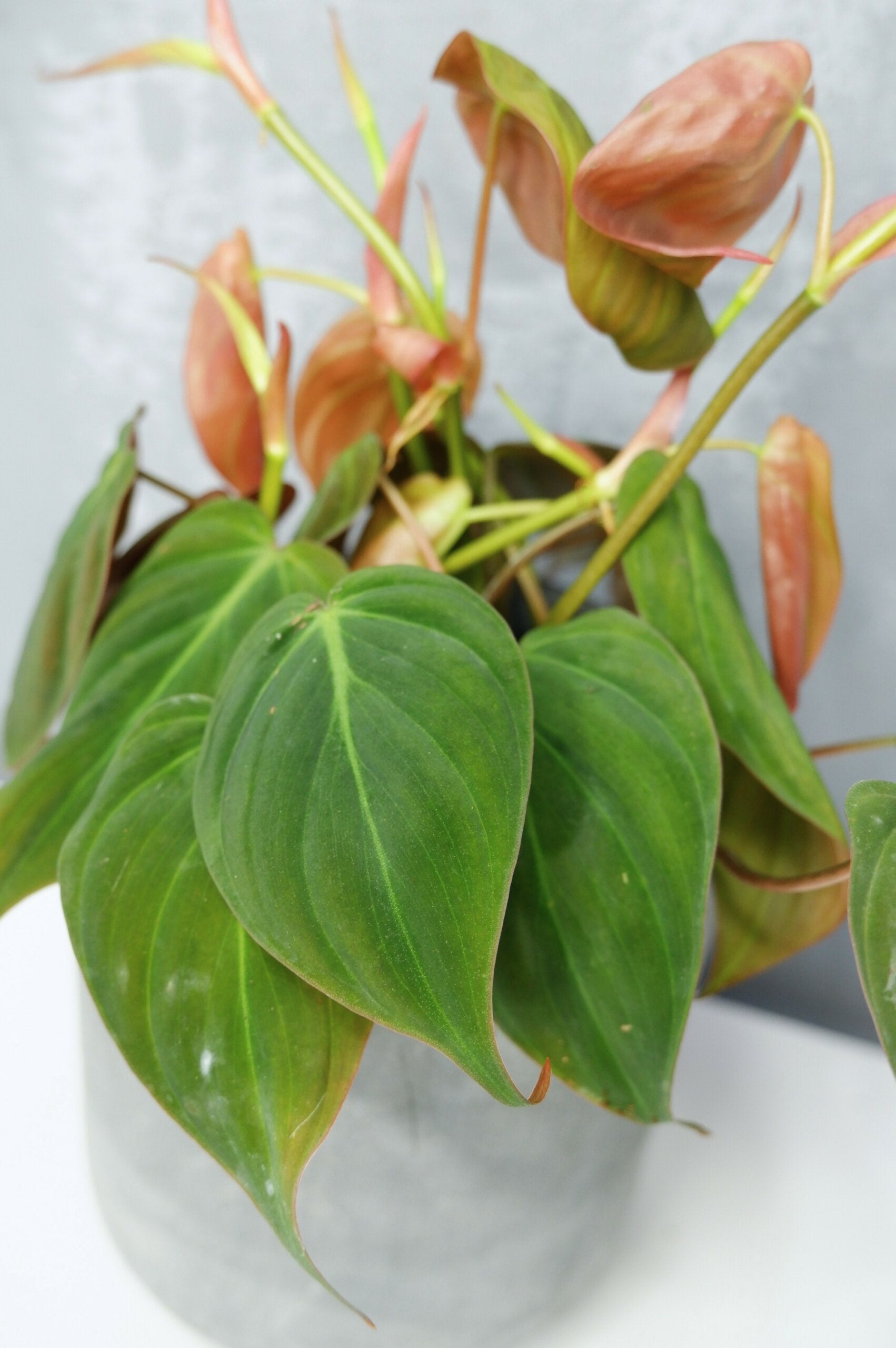 Philodendron Micans_2