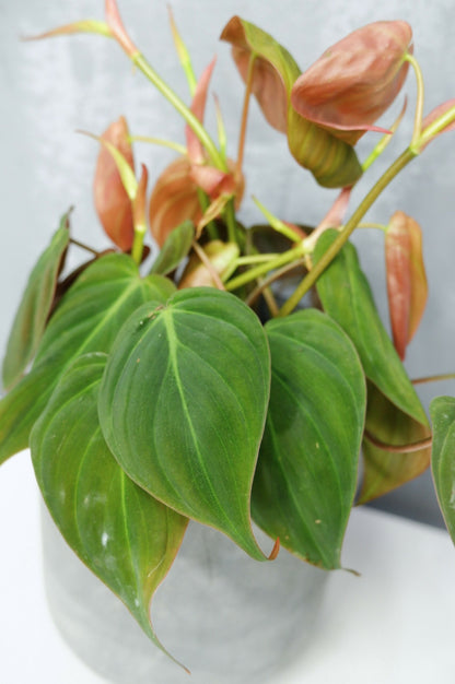 Philodendron Micans_2
