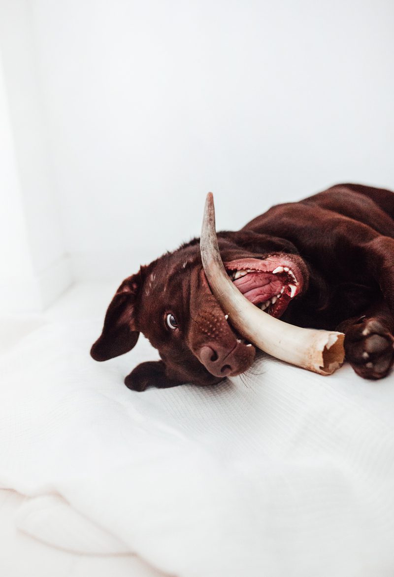 Bimorbox Mediana · Pack Snacks Y Juguetes Naturales Para Perros._2