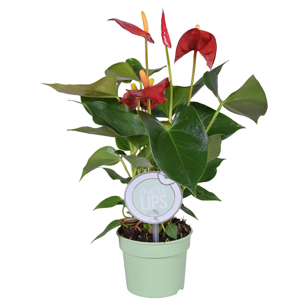 Anthurium Andreanum M9 25cm_4
