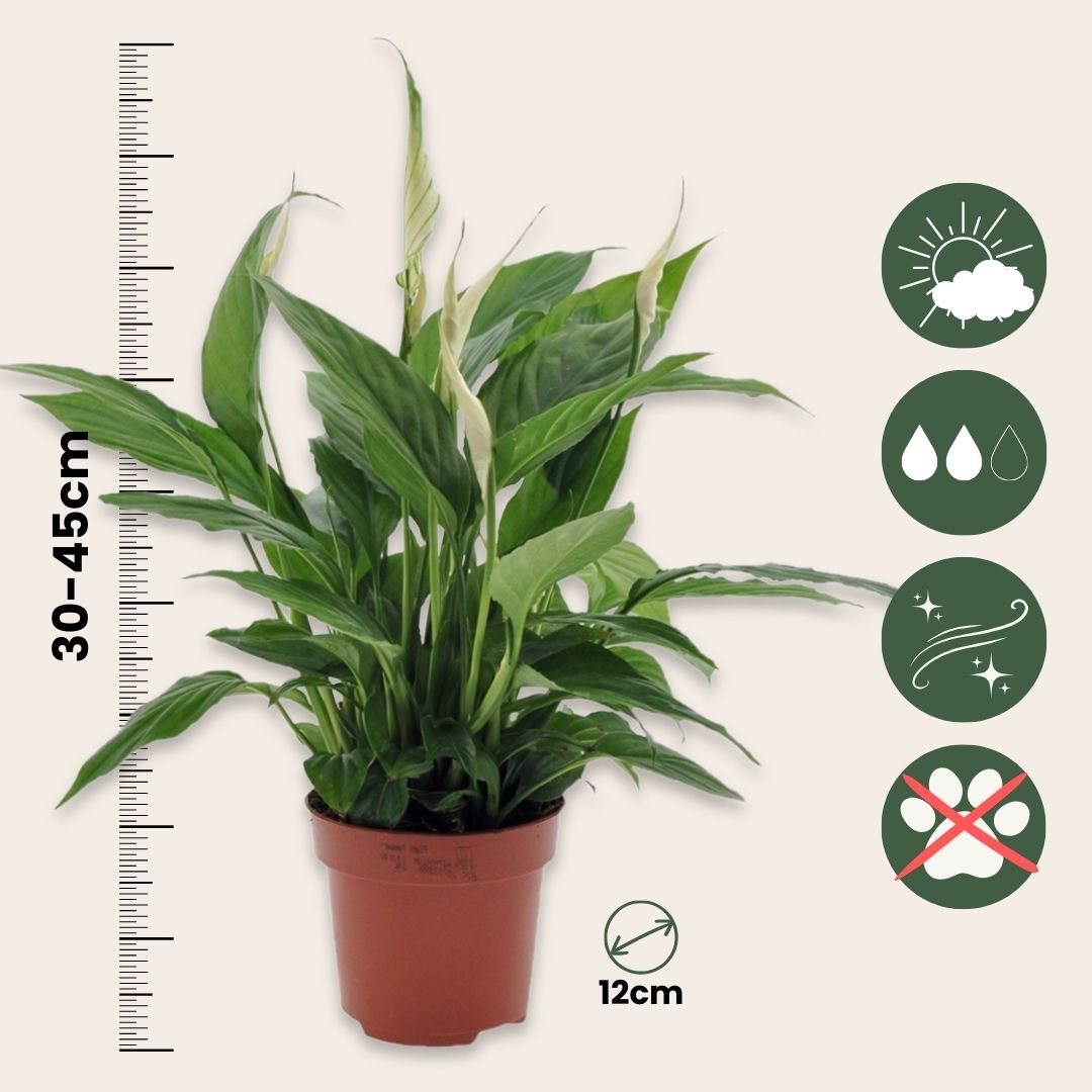 Lirio De La Paz - 2 Pzs - Spathiphyllum 'torelli' - Altura 30-45cm - ⌀12cm_2