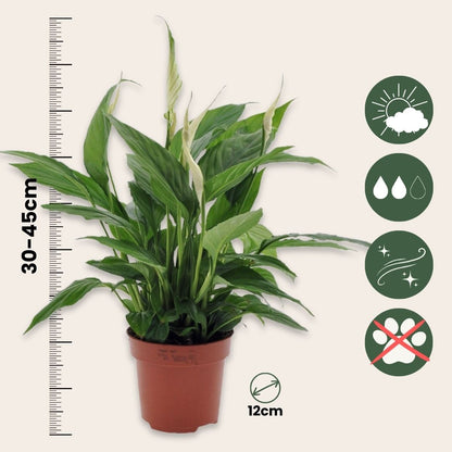 Lirio De La Paz - 6 Pzs - Spathiphyllum 'torelli' - Altura 30-45cm - ⌀12cm_2