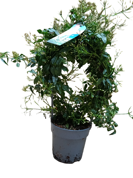 Jasmin Polytanthum Rosa Planta De Flor Ø12 Jazmin_0