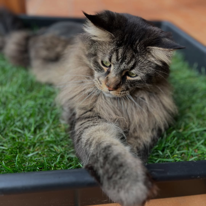 Petground, Arenero Para Gatos, Cama De Césped Natural, Hierba Gatera, Alfombra Olfativa Xxl Xxl: 80 X 80 Cm_3