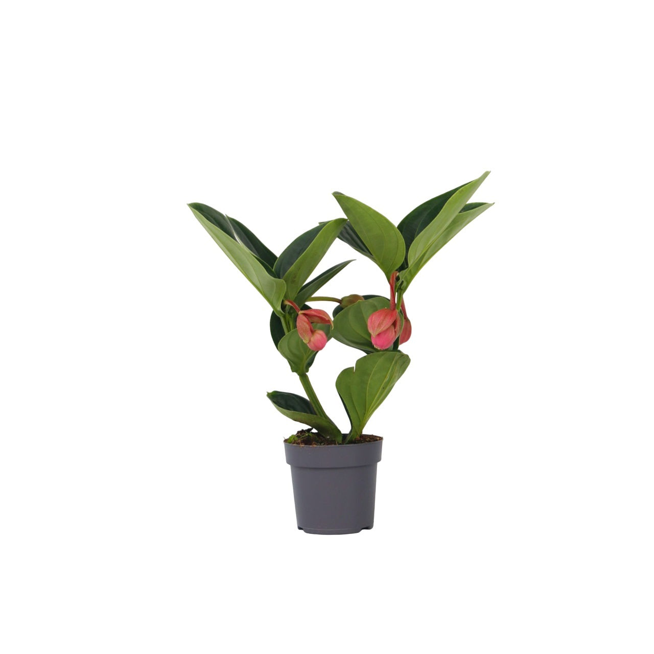 Medinilla De Flor Rosa - Medinilla Magnifica - Altura 40-50cm - ⌀14cm_0