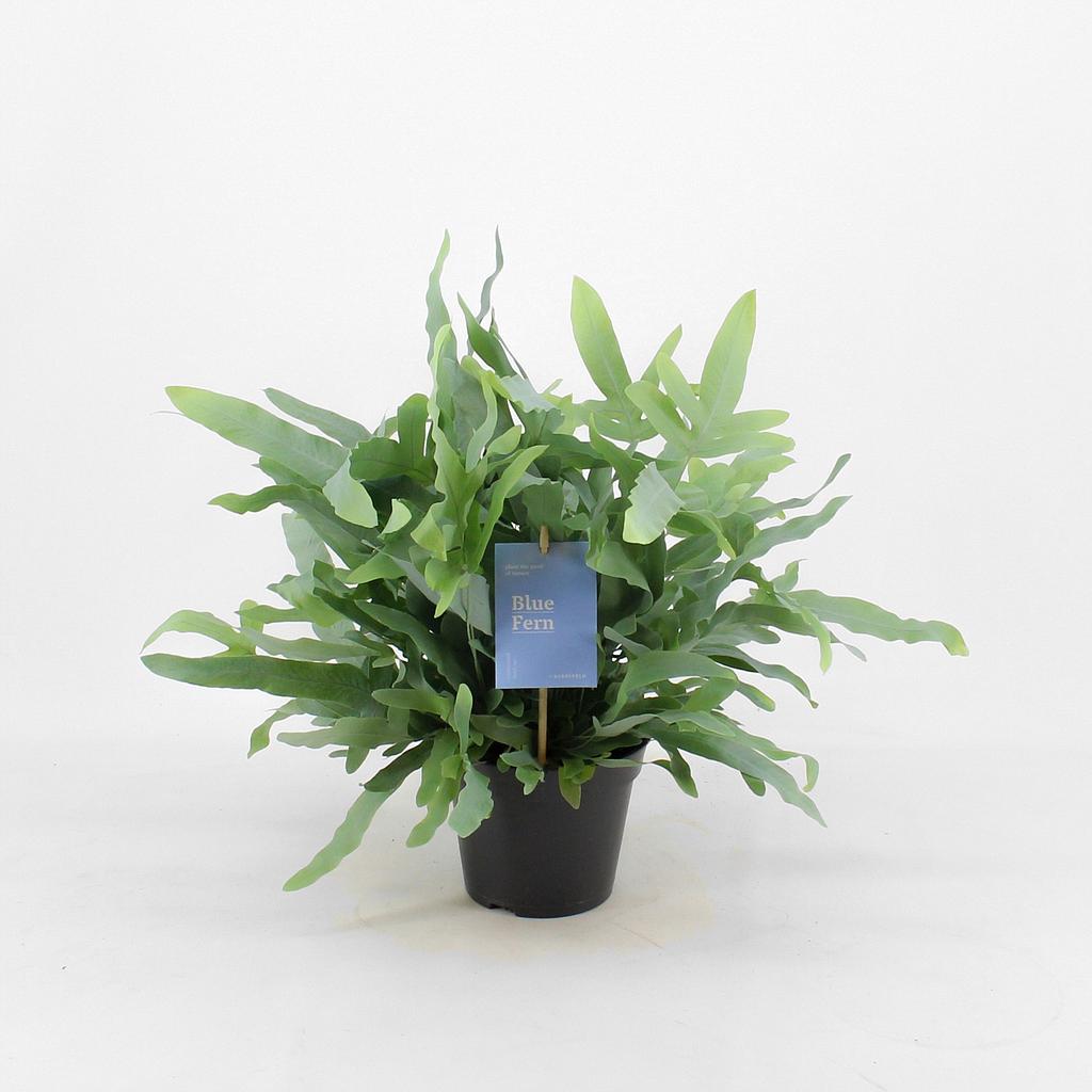 Phlebodium Azul M14 50cm_0