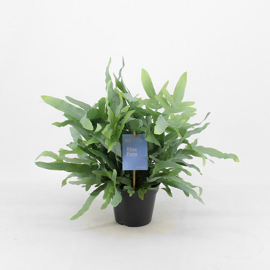 Phlebodium Azul M14 50cm_0