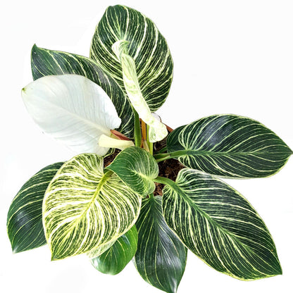 Philodendron White Birkin M17 35cm_1