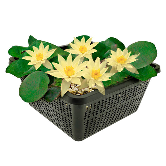 Nenúfar Enano Amarillo - Planta Acuática - Incl. Cesta, Sustrato, Arcilla, Grava_0