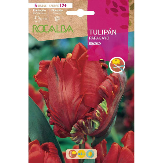 Bulbo de tulipa papagaio vermelho Rocalba 5 peças