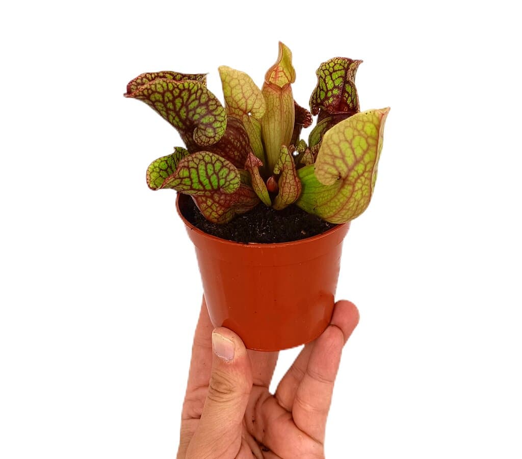 Sarracenia Purpurea Venosa M9_0