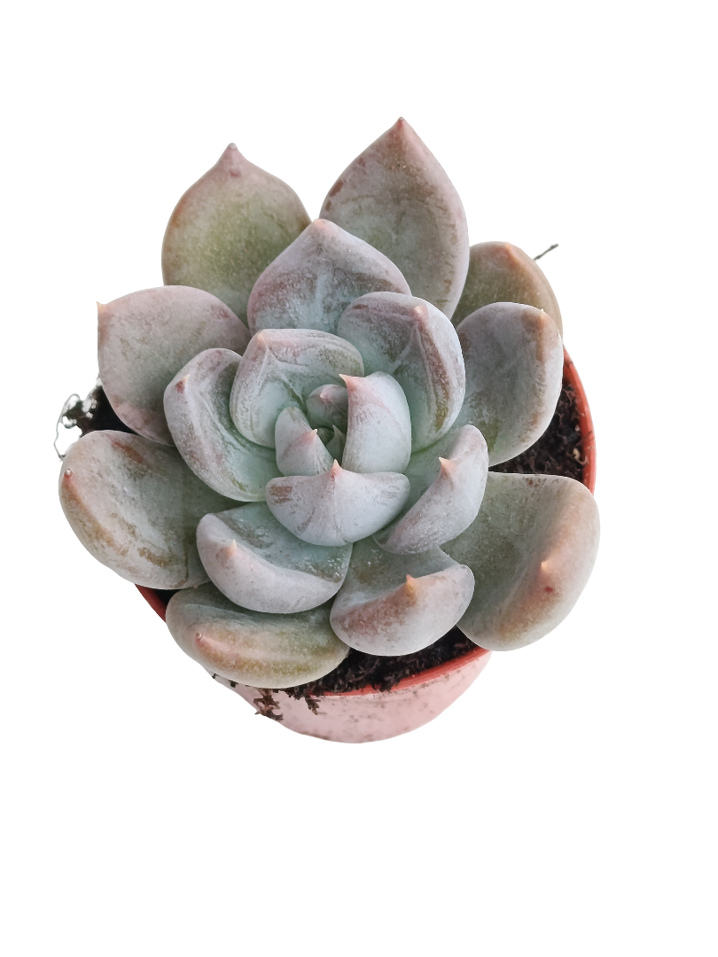 Echeveria Silver Queen Ø5 Planta Suculenta_0