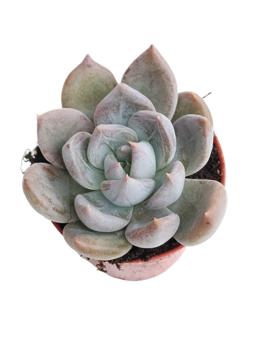 Echeveria Silver Queen Ø5 Planta Suculenta_0