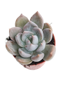 Echeveria Silver Queen Ø5 Planta Suculenta