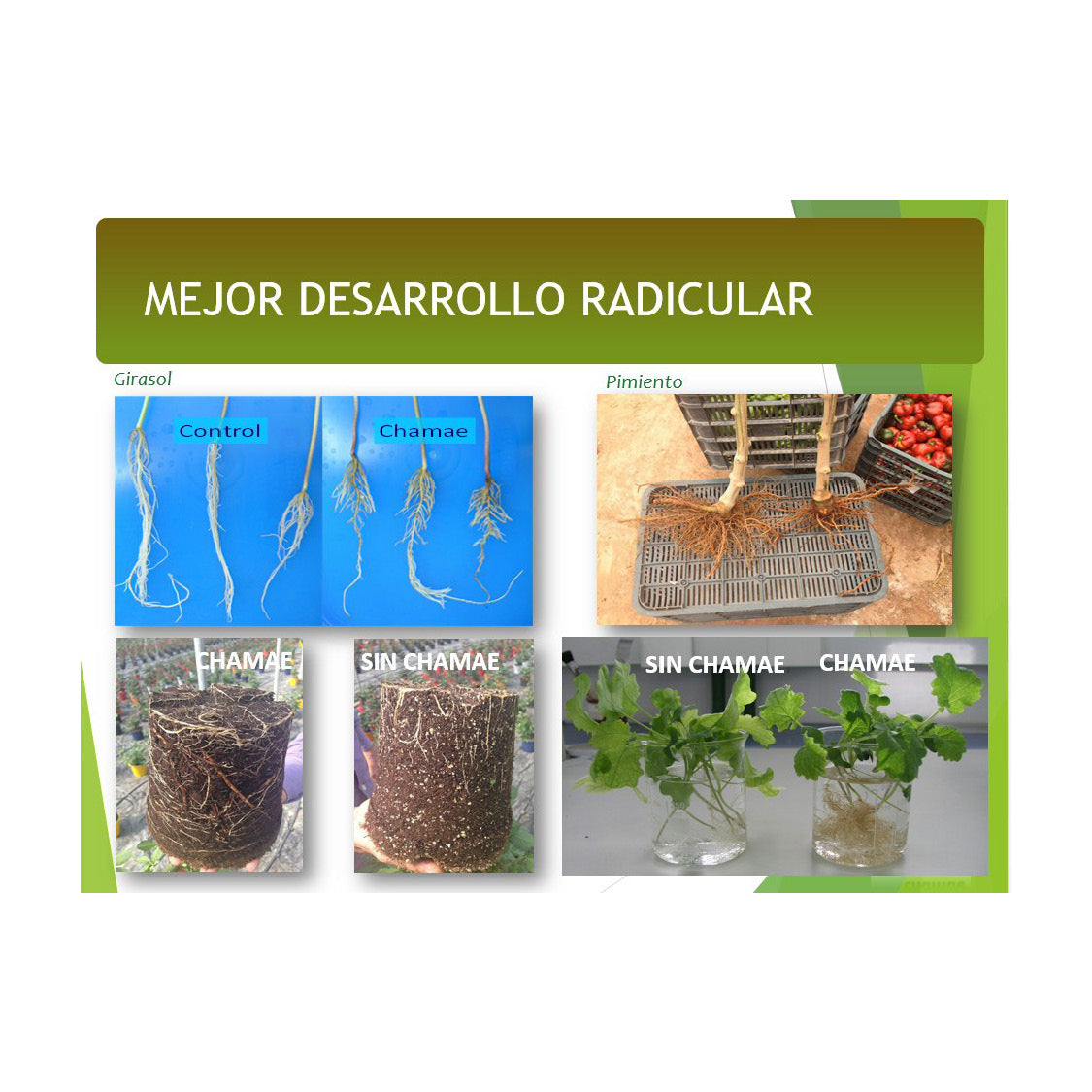 Fertilizante Chamae + Fúlvicos Ecológico 20 Litros, Uso Profesional._2
