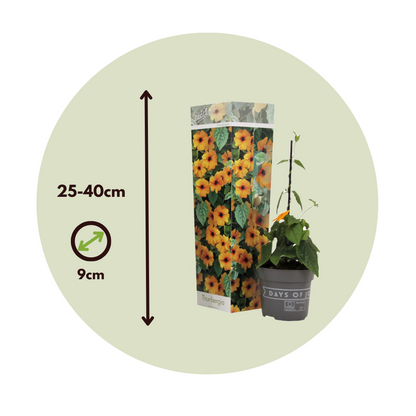 Ojo De Poeta - 3 Pzs - Thunbergia Alata 'new Orange' - Altura 25-40cm - ⌀9cm_2