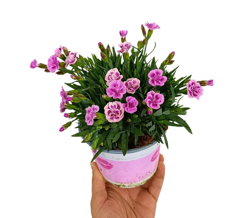 Clavel Pink Kisses M11_0