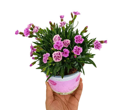 Clavel Pink Kisses M11_0