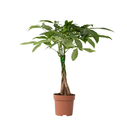 Árbol Del Dinero - Pachira Aquatica - Altura 60-70cm - ⌀17cm_0