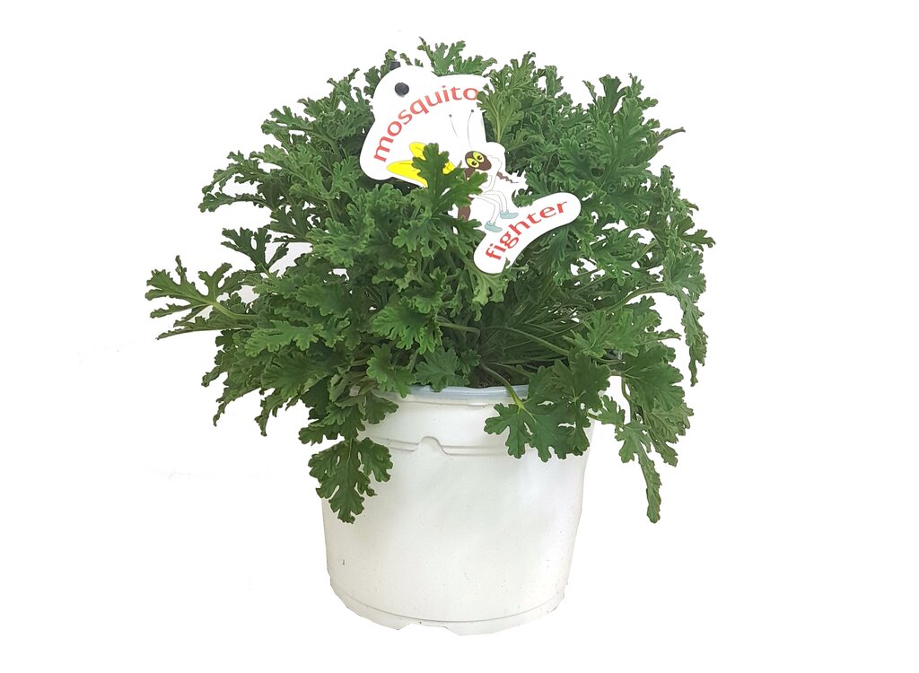 Pelargonium Anti Mosquito M17 25cm (geraneo Citronela)_0
