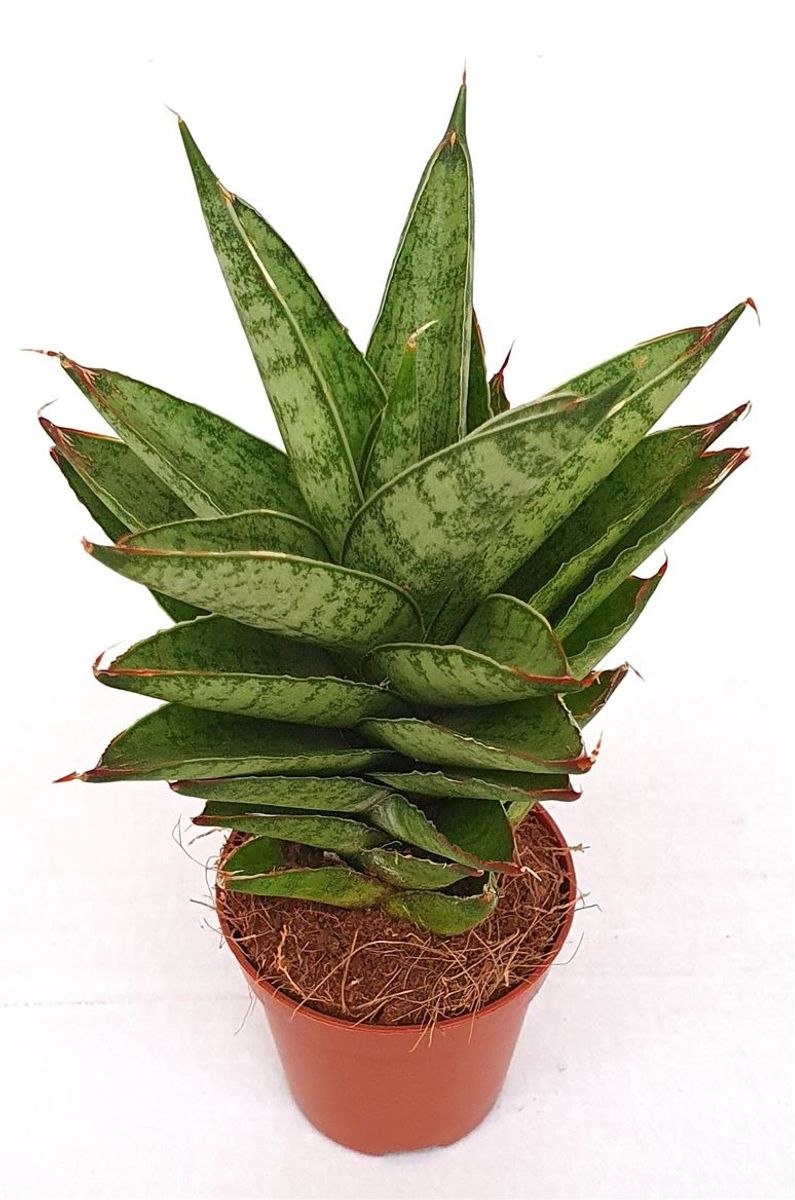 Planta Natural Sansevieria Trifasciata 'pineapple' 1 Ud Ø 5.5 Alt. 17_0