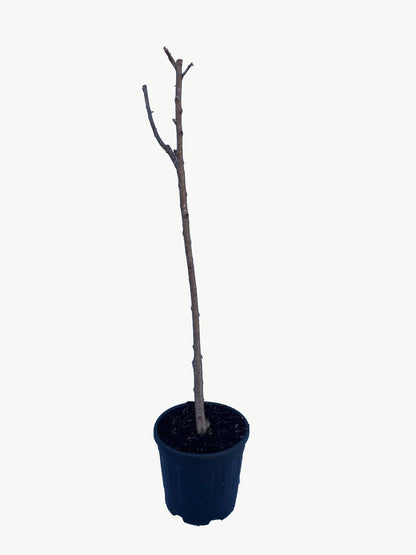 Frutal Melocotonero Baby Gold - Planta Natural - Maceta 26cm. - Altura Aprox. 120/150_2