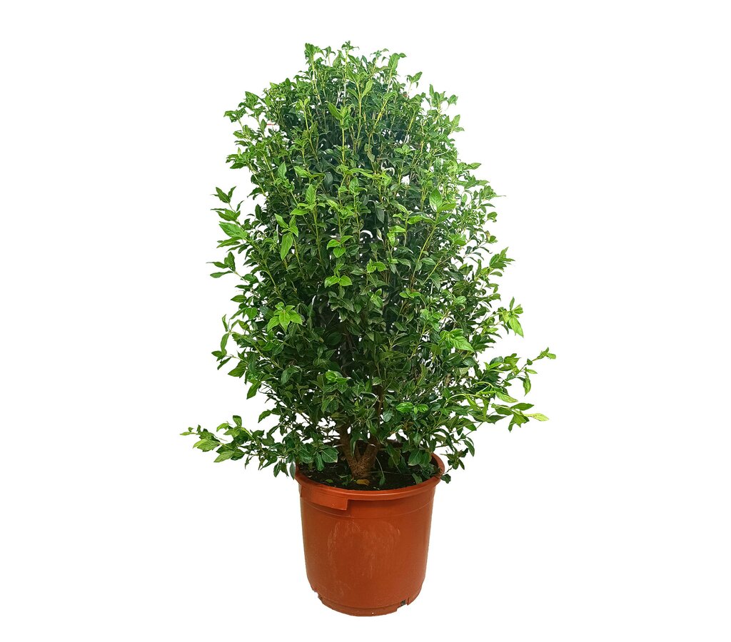 Viburnum Tinus Eve Price M35 140-160cm_0