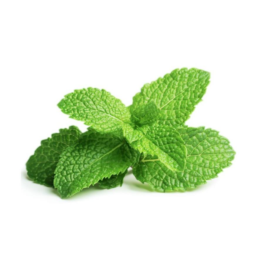 Mudas de Hortelã-Pimenta, 6 Unidades, Linha Tradicional