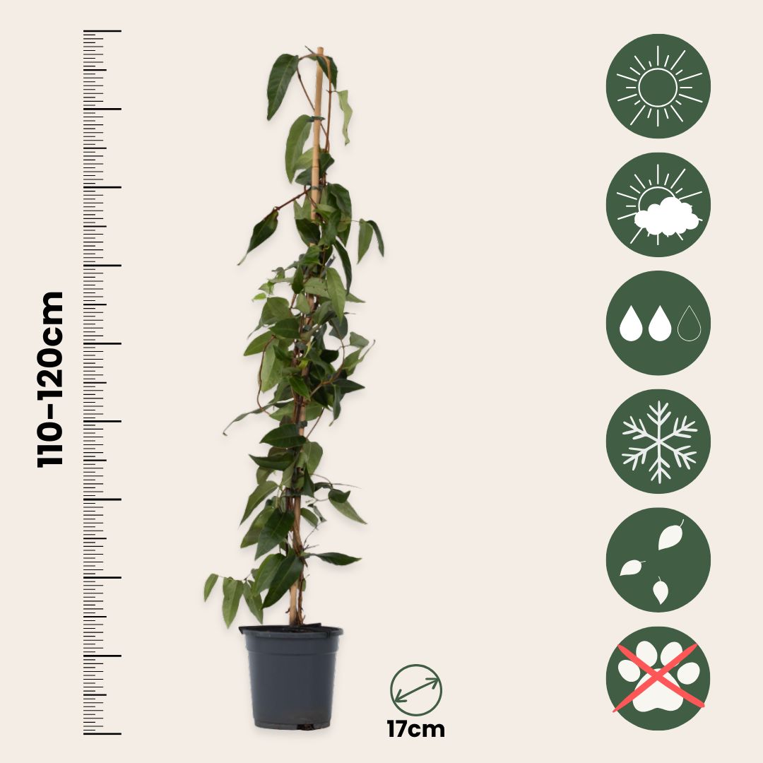 Madreselva - Lonicera Henryi 'copper Beauty' - Altura 110-120cm - ⌀17cm_2