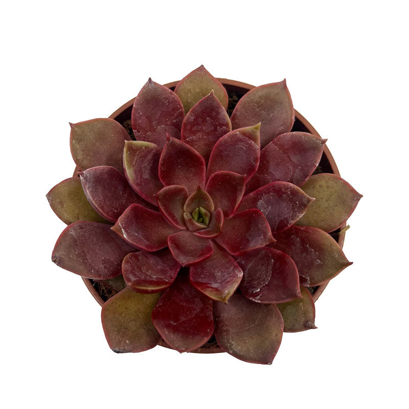 Echeveria Mina Cactus Y Suculentas M8,5 cm Ø_1