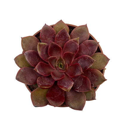 Echeveria Mina Cactus Y Suculentas M8,5 cm Ø_1