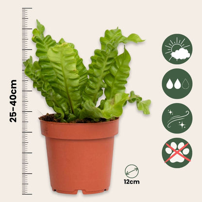 Helecho Nido De Ave - Asplenium Nidus 'crispy Wave' - Altura 25-40cm - ⌀12cm_2
