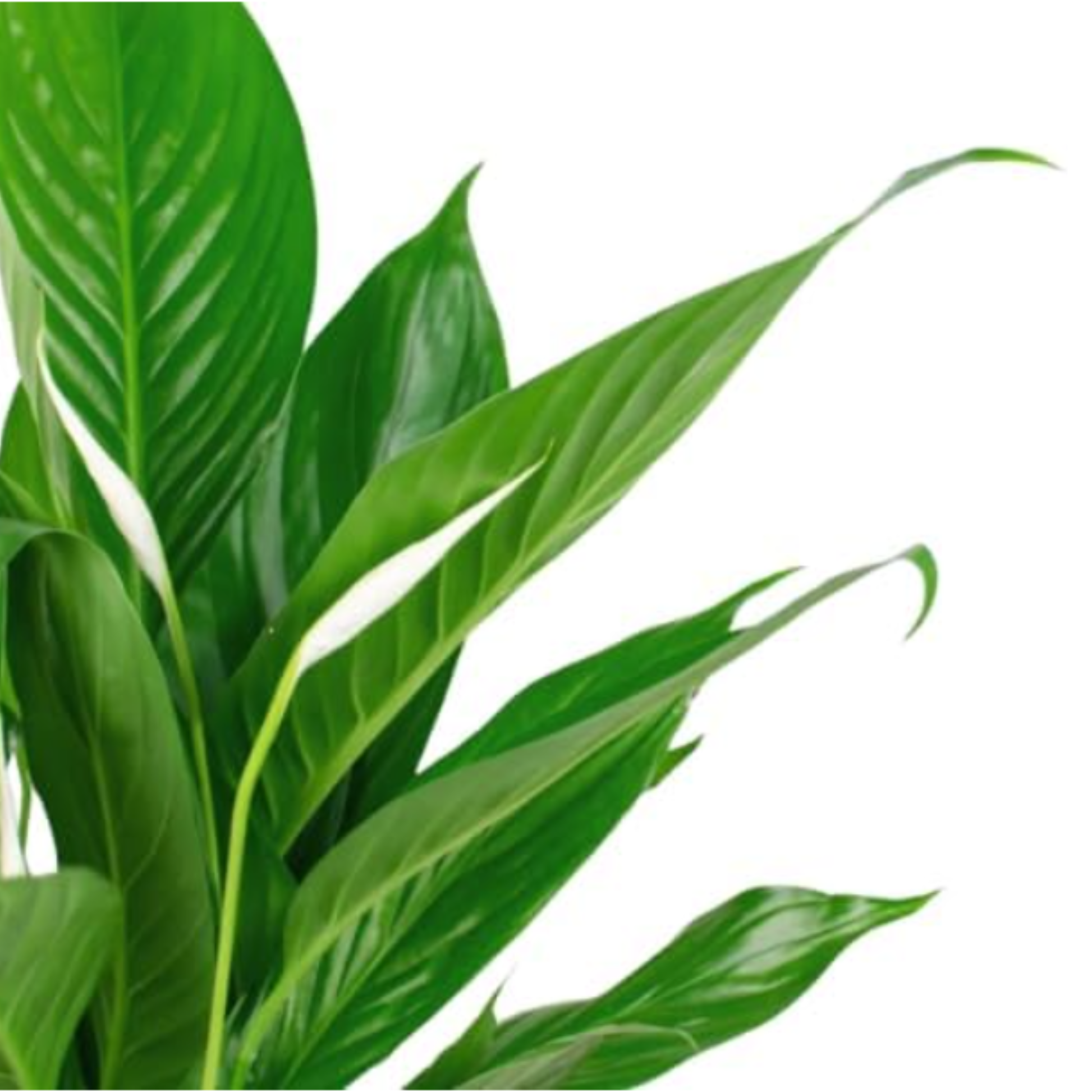 Pack 2 Plantas Spathiphyllum - Planta De Lirio De Paz En Maceta Ø9cm_1
