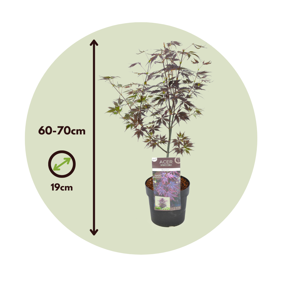 Arce Japonés - 2 Pzs - Acer Palmatum 'black Lace' - Altura 60-70cm - ⌀19cm_2