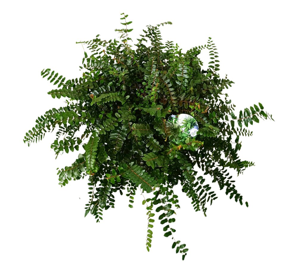 Pellaea Rotundifolia M24_2