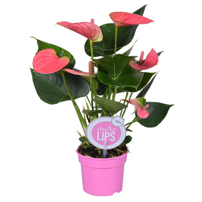 Anthurium Andreanum M9 25cm_2