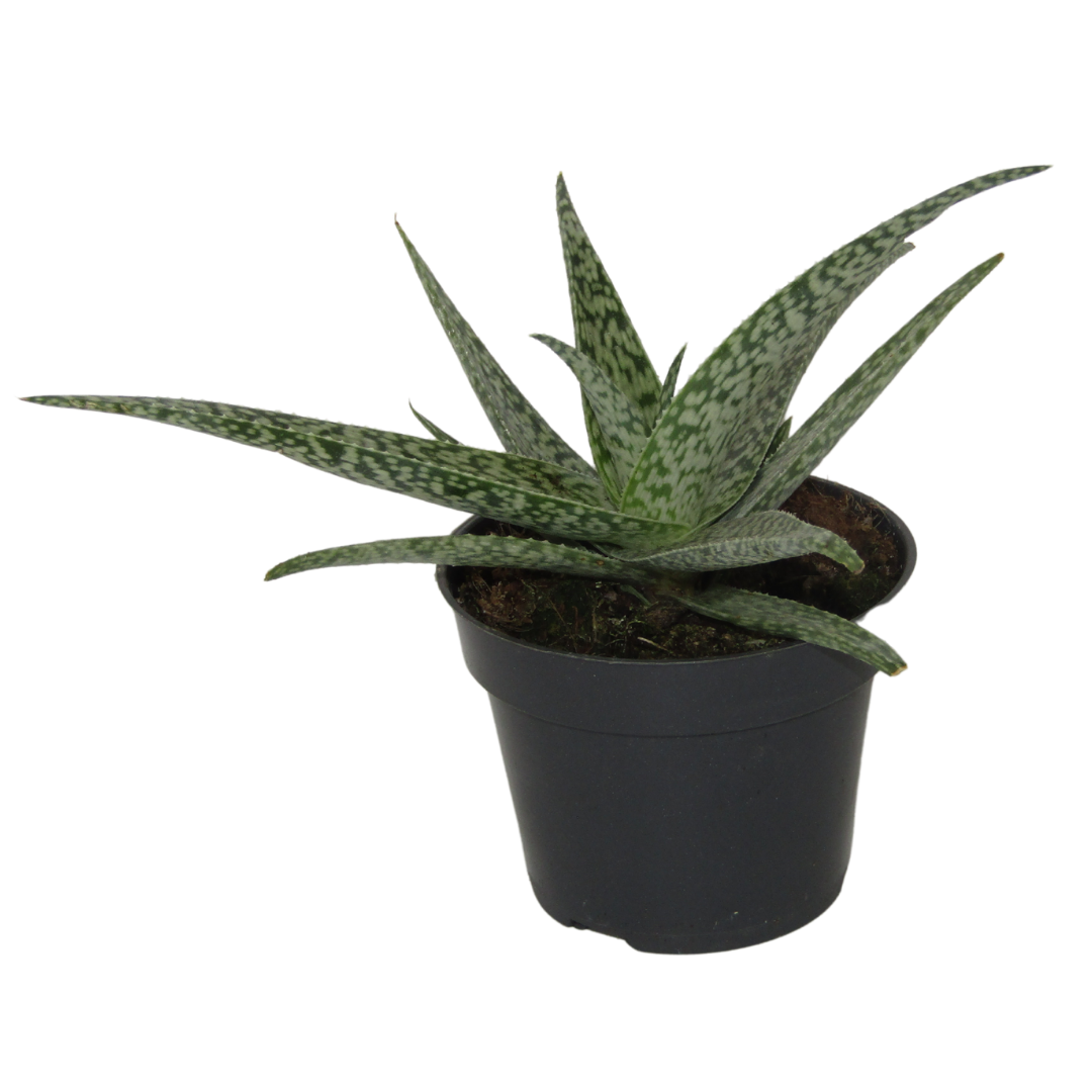 Aloe Lizard Lips Planta Suculenta Con Hojas Únicas Para Decoración Interior_0
