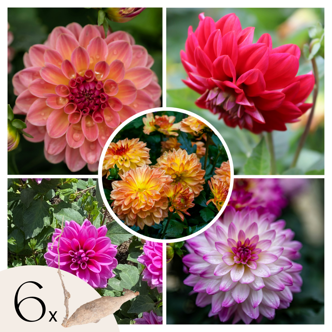 Tubérculos De Dalia - 6 Pzs - Dahlia 'pacific Mix'_0