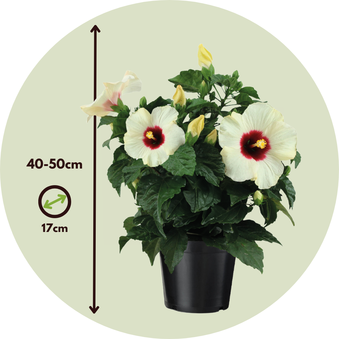 Hibisco Chino - Hibiscus Rosa-sinensis - Altura 40-50cm - Ø17cm_2