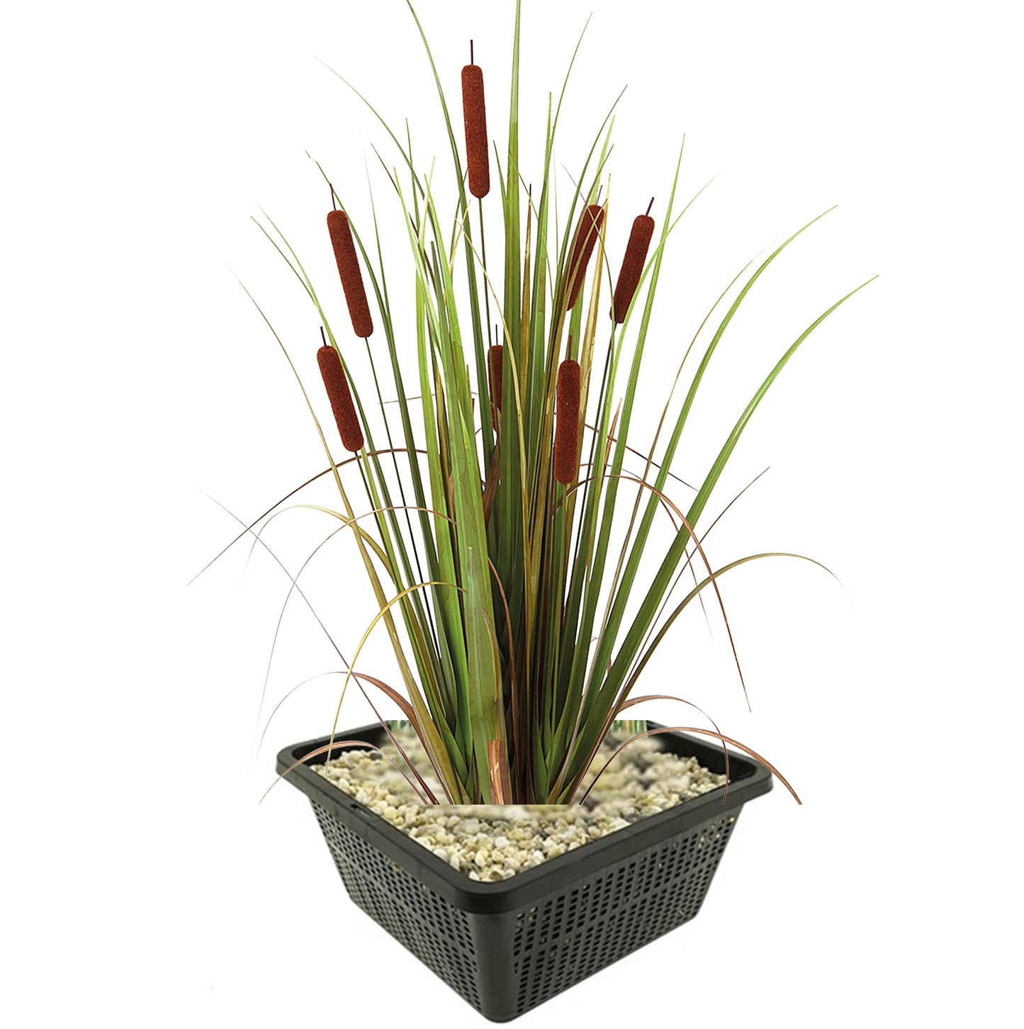 Espadaña Planta Ribera Estanque - Resistente - Autóctona - 9 Unidades_0