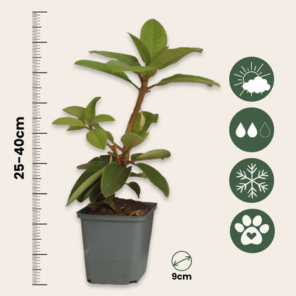 Rododendro - 6 Pzs - Rhododendron Catawbiense - Altura 25-40cm - ⌀9cm_2
