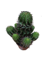 Euphorbia Horrida Ø8 Cm