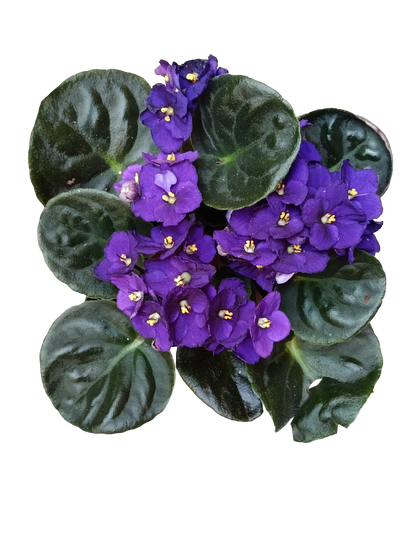 Violeta Surtida Africana Saint Paula Planta De Interior Ø9_0