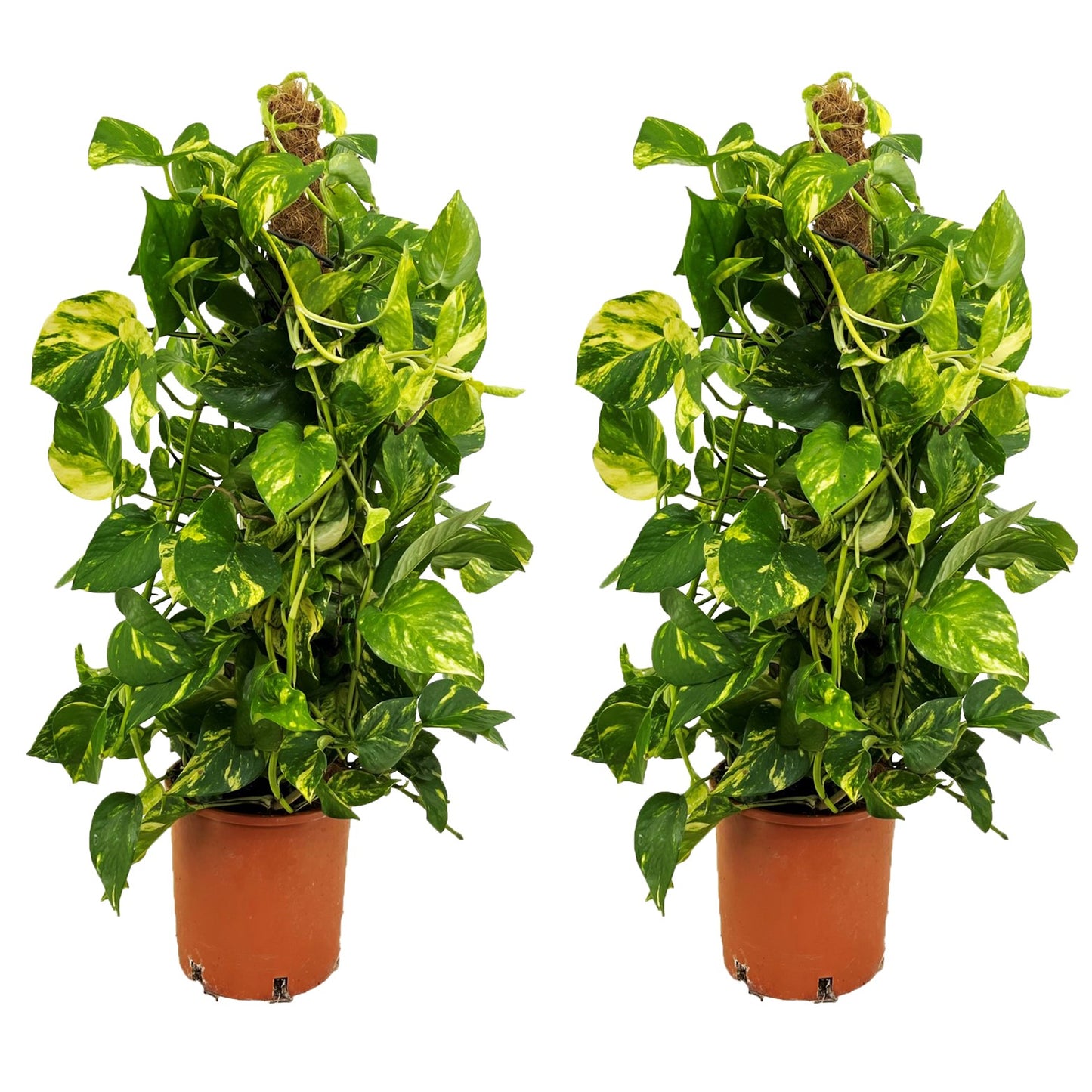 Potho Neón - 2 Pzs - Epipremnum Scindapsus 'aureum' - Altura 80-90cm - ⌀21cm_0