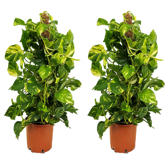 Potho Neón - 2 Pzs - Epipremnum Scindapsus 'aureum' - Altura 80-90cm - ⌀21cm_0