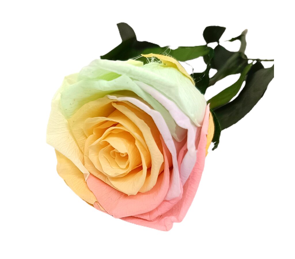 Mundo Eterno Rosa Preservada Multicolor Pastel 35cm_0