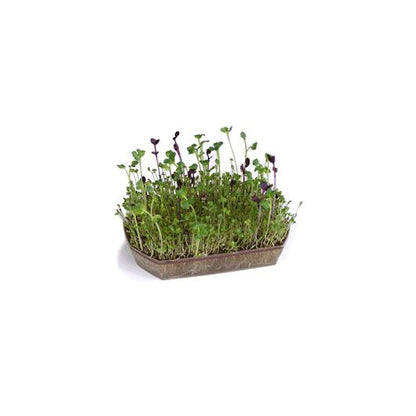 Tabuleiro de germinação Batlle